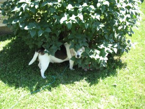 Buddy hides the Teletubby under the bushes. He doesn't want us to see what atrocities he is committing under cover of lilac bush.