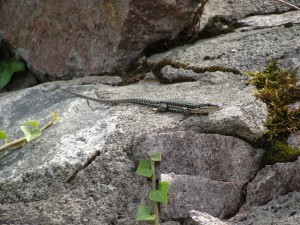 Lizard on rocks