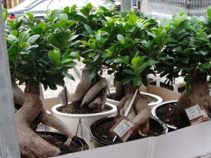 Potted trees