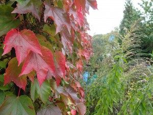 The ivy has started turning red