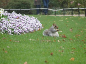 I was really excited to see the squirrel at Hyde Park