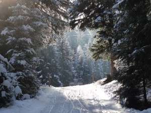I got this picture while climbing up the sledding trail. Gorgeous!