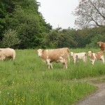 Cows over Sitzenkirch